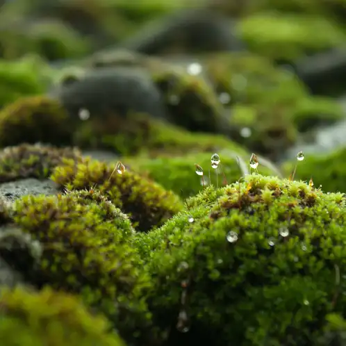 Petrichor Fragrance Oil