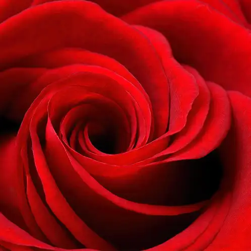 Rose Element Fragrance Oil