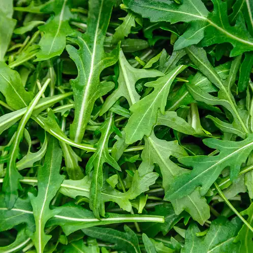 Arugula Element Fragrance Oil