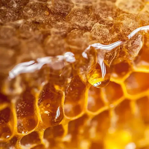 Honey Element Fragrance Oil