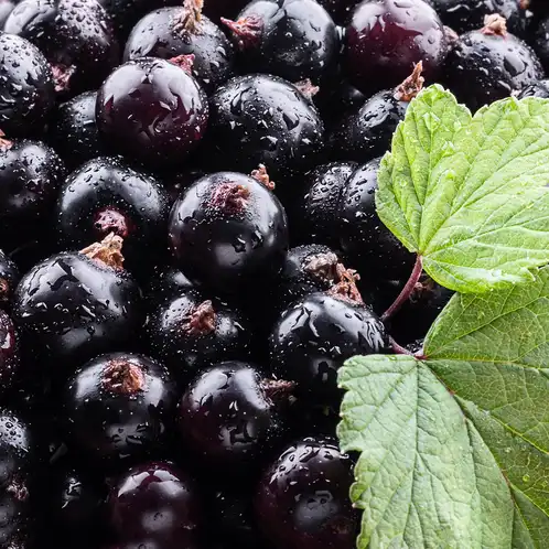 Black Currant Element Fragrance Oil